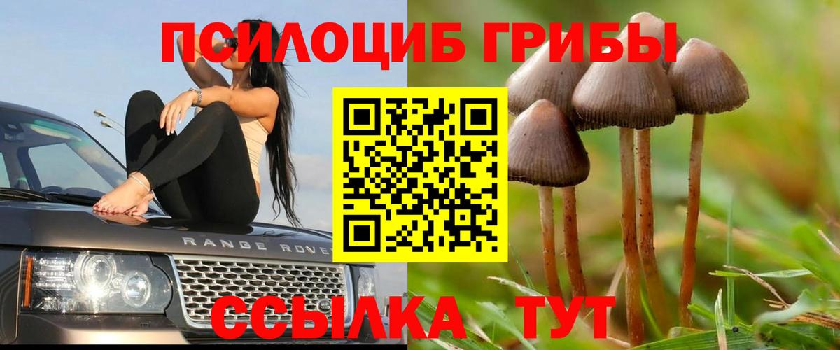 купить   Вход с VPN  Черемхово  Псилоцибиновые грибы GOLDEN TEACHER 
